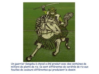 Un guerrier Sengoku à cheval a été produit avec des centaines de
milliers de plants de riz. Ce sont différentes de variétés de riz aux
feuilles de couleurs différentes qui produisent le dessin

 