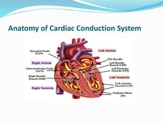 Anatomy of Cardiac Conduction System
 