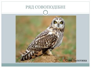 РЯД СОВОПОДІБНІ




              Сова болотяна
 