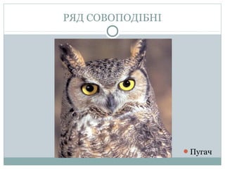 РЯД СОВОПОДІБНІ




                  Пугач
 