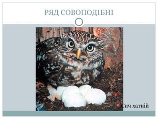 РЯД СОВОПОДІБНІ




                  Сич хатній
 