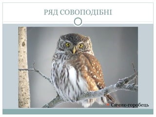 РЯД СОВОПОДІБНІ




              Сичик-горобець
 