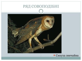 РЯД СОВОПОДІБНІ




            Сипуха звичайна
 