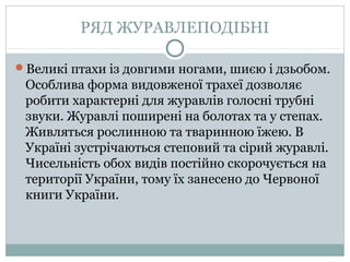 РЯД ЖУРАВЛЕПОДІБНІ

Великі птахи із довгими ногами, шиєю і дзьобом.
 Особлива форма видовженої трахеї дозволяє
 робити характерні для журавлів голосні трубні
 звуки. Журавлі поширені на болотах та у степах.
 Живляться рослинною та тваринною їжею. В
 Україні зустрічаються степовий та сірий журавлі.
 Чисельність обох видів постійно скорочується на
 території України, тому їх занесено до Червоної
 книги України.
 