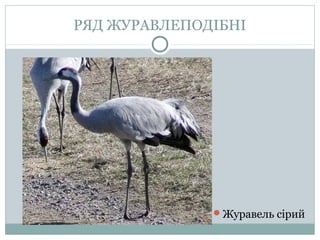 РЯД ЖУРАВЛЕПОДІБНІ




              Журавель сірий
 