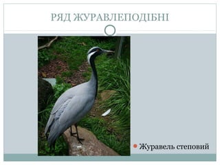 РЯД ЖУРАВЛЕПОДІБНІ




            Журавель степовий
 