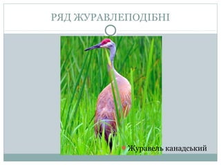 РЯД ЖУРАВЛЕПОДІБНІ




          Журавель канадський
 
