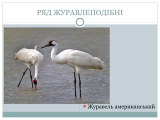 РЯД ЖУРАВЛЕПОДІБНІ




         Журавель американський
 