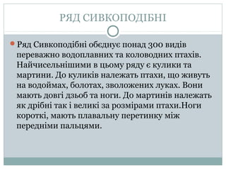 РЯД СИВКОПОДІБНІ

Ряд Сивкоподібні обєднує понад 300 видів
 переважно водоплавних та коловодних птахів.
 Найчисельнішими в цьому ряду є кулики та
 мартини. До куликів належать птахи, що живуть
 на водоймах, болотах, зволожених луках. Вони
 мають довгі дзьоб та ноги. До мартинів належать
 як дрібні так і великі за розмірами птахи.Ноги
 короткі, мають плавальну перетинку між
 передніми пальцями.
 