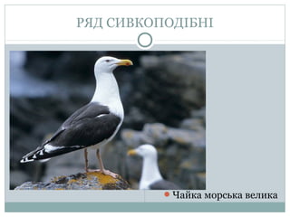 РЯД СИВКОПОДІБНІ




          Чайка морська велика
 