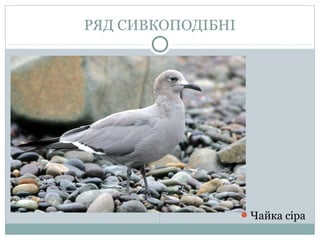 РЯД СИВКОПОДІБНІ




                   Чайка сіра
 