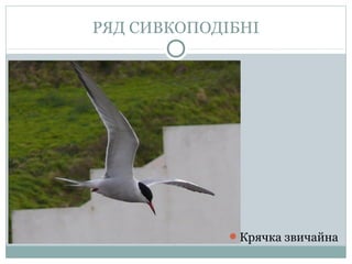 РЯД СИВКОПОДІБНІ




             Крячка звичайна
 