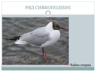 РЯД СИВКОПОДІБНІ




              Чайка озерна
 
