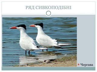 РЯД СИВКОПОДІБНІ




                   Чергава
 