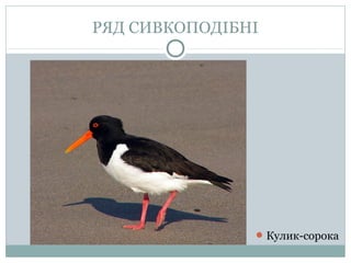 РЯД СИВКОПОДІБНІ




                Кулик-сорока
 