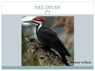 РЯД ДЯТЛИ




            Жовна чубата
 