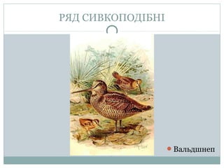 РЯД СИВКОПОДІБНІ




                   Вальдшнеп
 