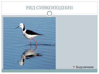 РЯД СИВКОПОДІБНІ




                    Ходуличник
 