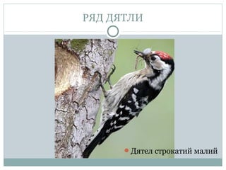 РЯД ДЯТЛИ




      Дятел строкатий малий
 