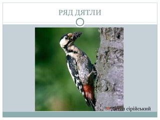 РЯД ДЯТЛИ




             Дятел сірійський
 