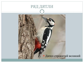 РЯД ДЯТЛИ




    Дятел строкатий великий
 