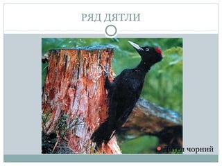 РЯД ДЯТЛИ




            Дятел чорний
 