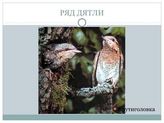 РЯД ДЯТЛИ




            Крутиголовка
 