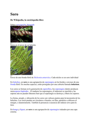 Soro
De Wikipedia, la enciclopedia libre

Saltar a navegación, búsqueda




Soros en el envez de un helecho




Envez de una fronda fértil de Dicksonia antarctica. Cada núcleo es un soro individual

En helechos, un soro es una agrupación de esporangios en los bordes o enveses de una
fronda fértil. En muchas especies, están protegidos por una cubierta llamada indusium.

Los soros se forman en la generación de esporofitos, los esporangios dentro producen
meioesporos haploides . Al madurar los esporangios, el indusium se marchita y las
esporas aún no pueden liberarse hast que el esporangio se destruye y libera los esporos.

La forma, arreglo, y ubicación de los soros son valiosos puntos para la taxonomía de los
helechos. Los soros pueden ser circulares o lineales; en filas, paralelos u oblicuos al
margen, o aleatoriamente. También la presencia o ausencia del indusio sirve para la
taxa.

En hongo y líquen, un soro es una agrupación de esporangios rodeados por una capa
externa.
 