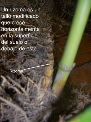 Rizomas | PPT | Biological Sciences | Science