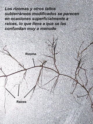 Rizoma Raíces Los rizomas y otros tallos subterráneos modificados se parecen en ocasiones superficialmente a raíces, lo qu...