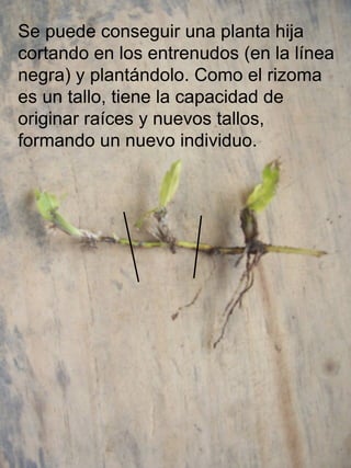 Se puede conseguir una planta hija cortando en los entrenudos (en la línea negra) y plantándolo. Como el rizoma es un tall...