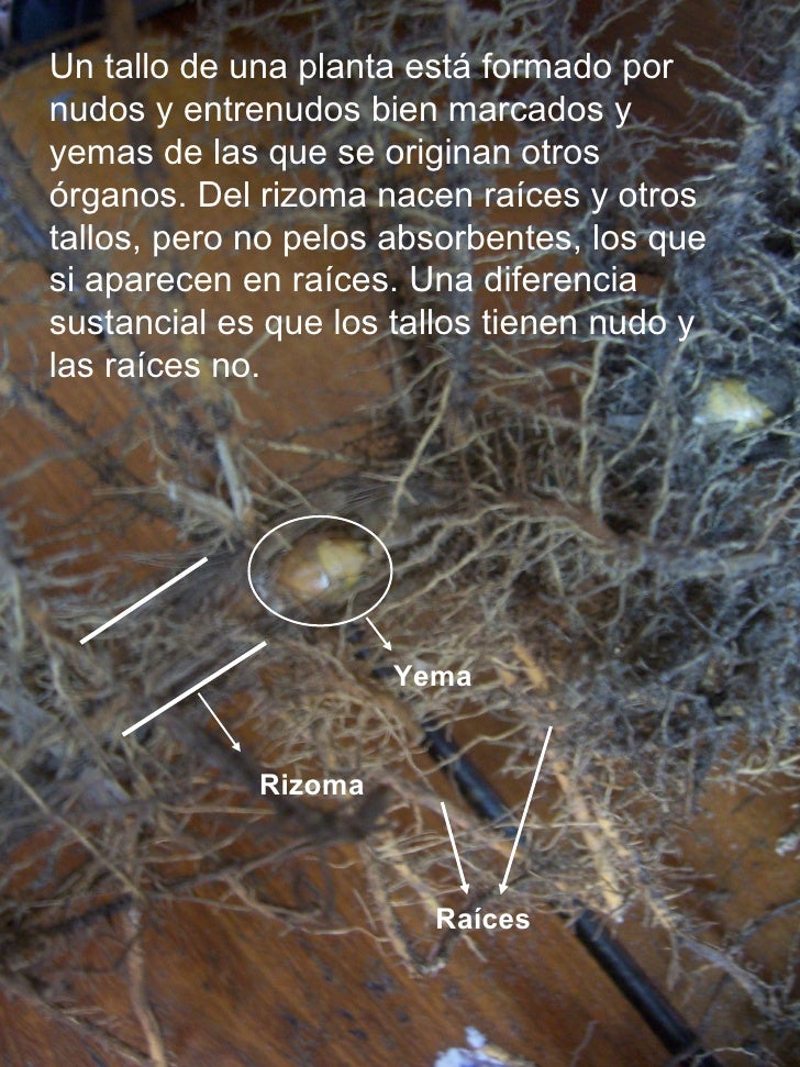 Cirilo Navarro SNTE 27