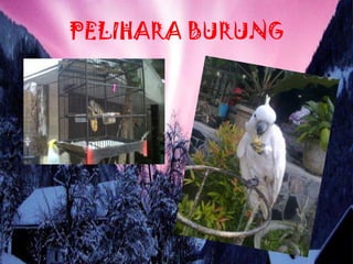 PELIHARA BURUNG
 