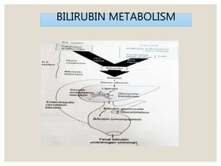 BILIRUBIN METABOLISM
 