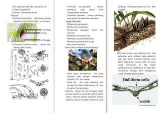 cRea : Ra3
rereshadow@gmail.com
♪ Sel rapat dan tidak ada ruang antar sel
♪ Tidak punya klorofil
♪ Mampu membentuk derivat
 Derivat
♪ Stomata (mulut daun) : celah pada jaringan
epidermis yang dibatasi oleh 2 sel penjaga.
♪ Trikomata (rambut-rambut) : rambut akar,
batang, daun, bunga.
- Trikomata non-glanduler : rambut
pelindung yang selnya tidak
mengeluarkan sekretoris
- Trikomata glanduler : rambut pelindung
yang selnya mengeluarkan sekretoris
Fungsi Trikomata:
- Mengurangi penguapan
- Meneruskan rangsangan
- Mengurangi gangguan hewan dan
manusia
- Membantu penyebaran biji
- Membantu perkecambahan biji
- Membantu penyerbukan bunga
- Alat untuk memanjat
♪ Spina (duri) terdapat di bagian batang
- Spina palsu (emergensia) : duri yang
dibentuk oleh jaringan subepidermis
(korteks). Cth : duri mawar
- Spina asli : duri yang terbentuk oleh
jaringan dari dalam stele batang. Cth : duri
bougenvil (bunga kertas)
♪ Velamen : lapisan sel mati di bagian dalam
jaringan epidermis pada akar gantung (akar
udara). Velamen beserta epidermis disebut
epidermis ganda (multiple epidermis) yang
berfungsi untuk penyimpanan air. cth : Akar
anggrek.
♪ Sel kipas (motor cell/ bulliform cell) : Alat
tambahan yang terdapat pada epidermis
atas daun famili Graminae (bambu) serta
famili Cyperaceae (rumput teki). Sel kipas
untuk menyimpan air. Bila terjadi
penguapan yang relatif besar, sel kipas akan
mengempis sehingga daun menggulung
untuk mengurangi penguapan.
 