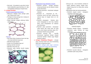 cRea : Ra3
rereshadow@gmail.com
♪ Sel kersik : Sel epidermis yang berisi kristal
kersik (silika/SiO2) pada Graminae, cth : tebu
(menyebabkan batangnya menjadi keras).
b. Jaringan Parenkim
 Disebut juga jaringan dasar karena :
♪ Menyusun sebagian besar jaringan pada
akar, batang, daun, buah.
♪ Terdapat di antara jaringan lain, misalnya di
antara xilem dan floem
♪ Dapat dijumpai sebagai selubung berkas
pengangkut
 Ciri-ciri :
♪ Sel-selnya hidup, berukuran besar dan tipis,
umumnya berbentuk segi enam
♪ Memiliki banyak vakuola
♪ Letak inti sel mendekati dasar sel
♪ Mampu bersifat meristem
♪ Memiliki ruang antar sel
♪ Parenkim yang memliki klorofil disebut
klorenkim
 Berdasarkan fungsi dibedakan menjadi :
♪ Parenkim asimilasi : jaringan parenkim
tempat pembuatan zat-zat makanan melalui
proses fotosintesis
♪ Parenkim penimbun : menyimpan cadangan
makanan
♪ Parenkim air : menyimpan air. Cth :
tumbuhan xerofit (sel besar, dinding tipis,
vakuola besar di tengah berisi air, cth:
kaktus).
♪ Parenkim pengangkut : Disekitar xilem
untuk mengangkut air dan hara, disekitar
floem untuk mengedarkan zat makanan
hasil fotosintesis
♪ Parenkim udara (aerenkim) : menyimpan
udara karena ada ruang antar sel yang
besar untuk tempat akumulasi udara. Cth :
tumbuhan hidrofit (eceng gondok)
♪ Parenkim penutup luka : memiliki
kemampuan regenerasi dengan menjadi
embrional kembali. Disebut juga felogen
(kambium gabus).
c. Jaringan Penyokong (Penguat) : Jaringan
yang umumnya terdiri dari sel-sel berdinding
tebal serta mengandung lignin.
 Kolenkim terdapat pada organ tumbuhan
yang masih aktif tumbuh dan berkembang.
 Tersusun dari : sel-sel kolenkim, terletak di
bawah epidermis batang, tangkai daun,
tangkai bunga dan ibu tulang daun, jarang
pada akar.
 Berdasarkan letak dan bentuk penebalan :
♪ Kolenkim angular (sudut) : mengalami
penebalan pada bagian sudut
♪ Kolenkim lamellar (papan) : mengalami
penebalan pada dinding sel yang
tangensial
♪ Kolenkim lacunate (lakuna) : mengalami
penebalan pada ruang antarsel
 