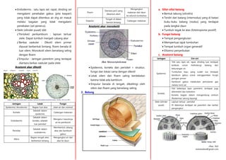cRea : Ra3
rereshadow@gmail.com
 Endodermis : satu lapis sel, rapat, dinding sel
mengalami penebalan gabus (pita kaspari)
yang tidak dapat ditembus air shg air masuk
melalui bagaian yang tidak mengalami
penebalan (sel penerus).
 Stele (silinder pusat) tdd:
♪ Perisikel/ perikambium : lapisan terluar
stele. Dapat tumbuh menjadi cabang akar
♪ Berkas vaskuler : Dikotil xilem primer
dipusat berbentuk bintang, floem berada di
luar xilem. Monokotil xilem berselang seling
dengan floem
♪ Empulur : Jaringan parenkim yang terdapat
diantara berkas vaskuler pada stele
Anatomi akar dikotil
Jaringan Letak Fungsi
Epidermis/ eksodermis Bagian luar akar Jalan air dan mineral
Korteks
Sebelah dalam
epidermis
Cadangan makanan
Endodermis
Sebelah dalam
korteks, sebelah
luar perisikel
Mengatur masuknya
air ke pembuluh
Perisikel
Sebelah dalam
endodermis
Membentuk cabang
akar dan kambium
gabus
Xilem
Bagian tengah akar,
berbentuk bintang
Mengangkut air dari
akar ke daun
Floem
Diantara jari2 yang
dibentuk xilem
Mengangkut
makanan dari daun
ke seluruh tumbuhan
Empulur
Tengah di dalam
bentuk bintang
Cadangan makanan
Anatomi akar monokotil
 Epidermis, korteks dan perisikel = struktur,
fungsi dan lokasi sama dengan dikotil
 Letak xilem dan floem saling berdekatan
karena tidak ada kambium
 Empulur berada di tengah, dikelilingi oleh
xilem dan floem yang berselang-seling
2. Batang
a. Sifat-sifat batang
 Bentuk tabung (silindris)
 Terdiri dari batang (internodus) yang di batasi
buku-buku batang (nodus) yang terdapat
pada tangkai daun
 Tumbuh tegak ke atas (fototropisme positif)
b. Fungsi batang
 Tempat pengangkutan
 Memperluas tajuk tumbuhan
 Tempat tumbuh organ generatif
 Efisiensi penyerbukan
c. Anatomi batang
Jaringan Ciri-ciri
Epidermis
- Tdd satu lapis sel, rapat, dinding luar terdapat
kutikula untuk melindungi batang dari
kekurangan air.
- Tumbuhan kayu yang sudah tua terdapat
kambium gabus untuk menggantikan fungsi
jaringan primer
- Kambium gabus melakukan pertukaran gas
melalui lenti sel
Korteks
- Tdd beberapa lapis parenkim, terdapat juga
sklerenkim dan kolenkim
- Korteks bagian dalam mengandung amilum
(floeterma/ sarung tepung)
Stele (silinder
pusat)
- Lapisan terluar : perisikel
- Di dalamnya terdapat sel parenkim dan berkas
pengangkut
 
