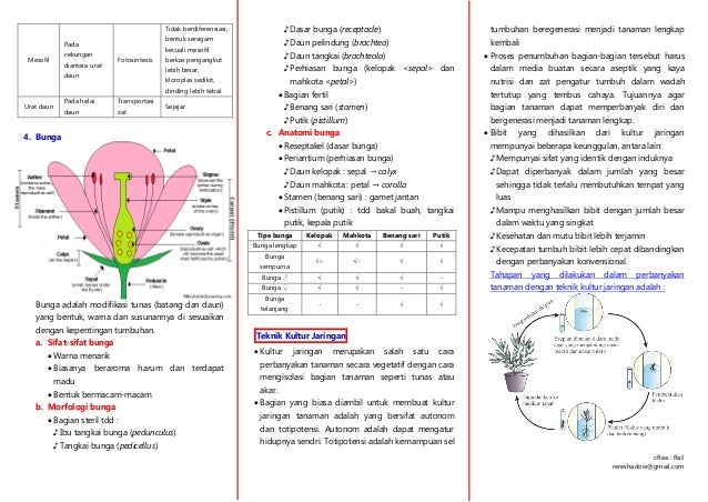 Rangkuman Struktur dan Fungsi Jaringan Tumbuhan Materi 