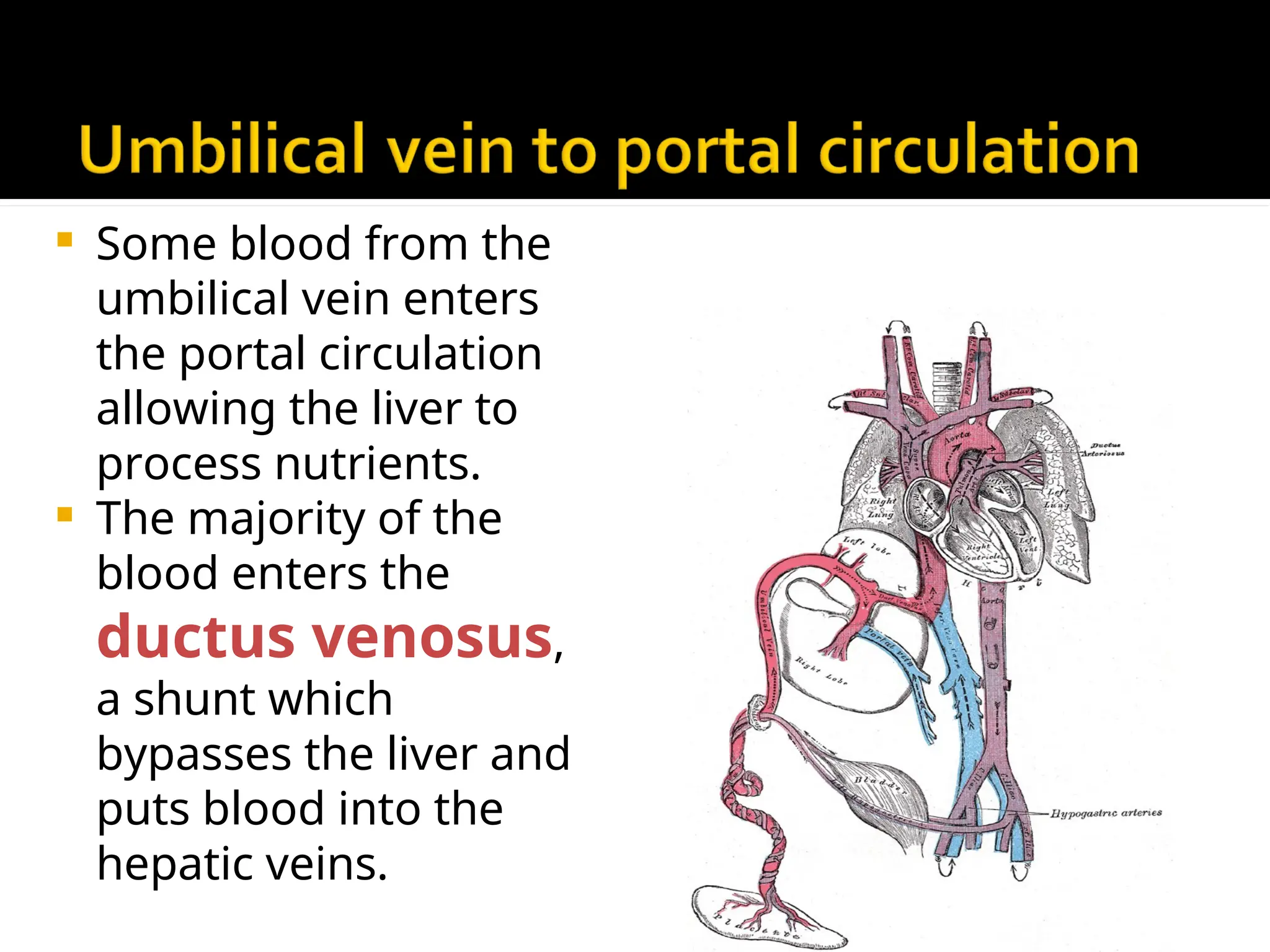  Some blood from the
umbilical vein enters
the portal circulation
allowing the liver to
process nutrients.
 The majority of the
blood enters the
ductus venosus,
a shunt which
bypasses the liver and
puts blood into the
hepatic veins.
 