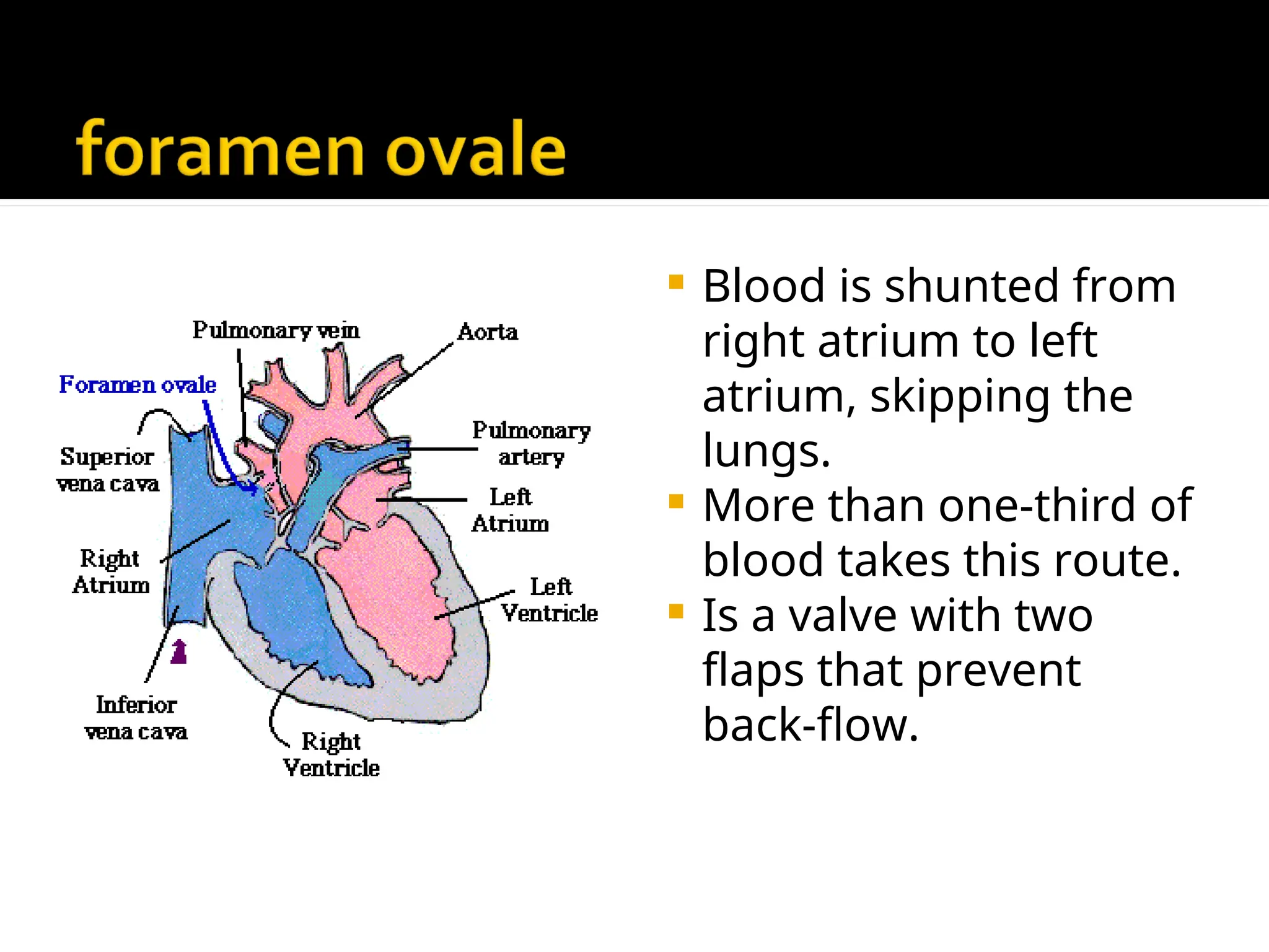  Blood is shunted from
right atrium to left
atrium, skipping the
lungs.
 More than one-third of
blood takes this route.
 Is a valve with two
flaps that prevent
back-flow.
 