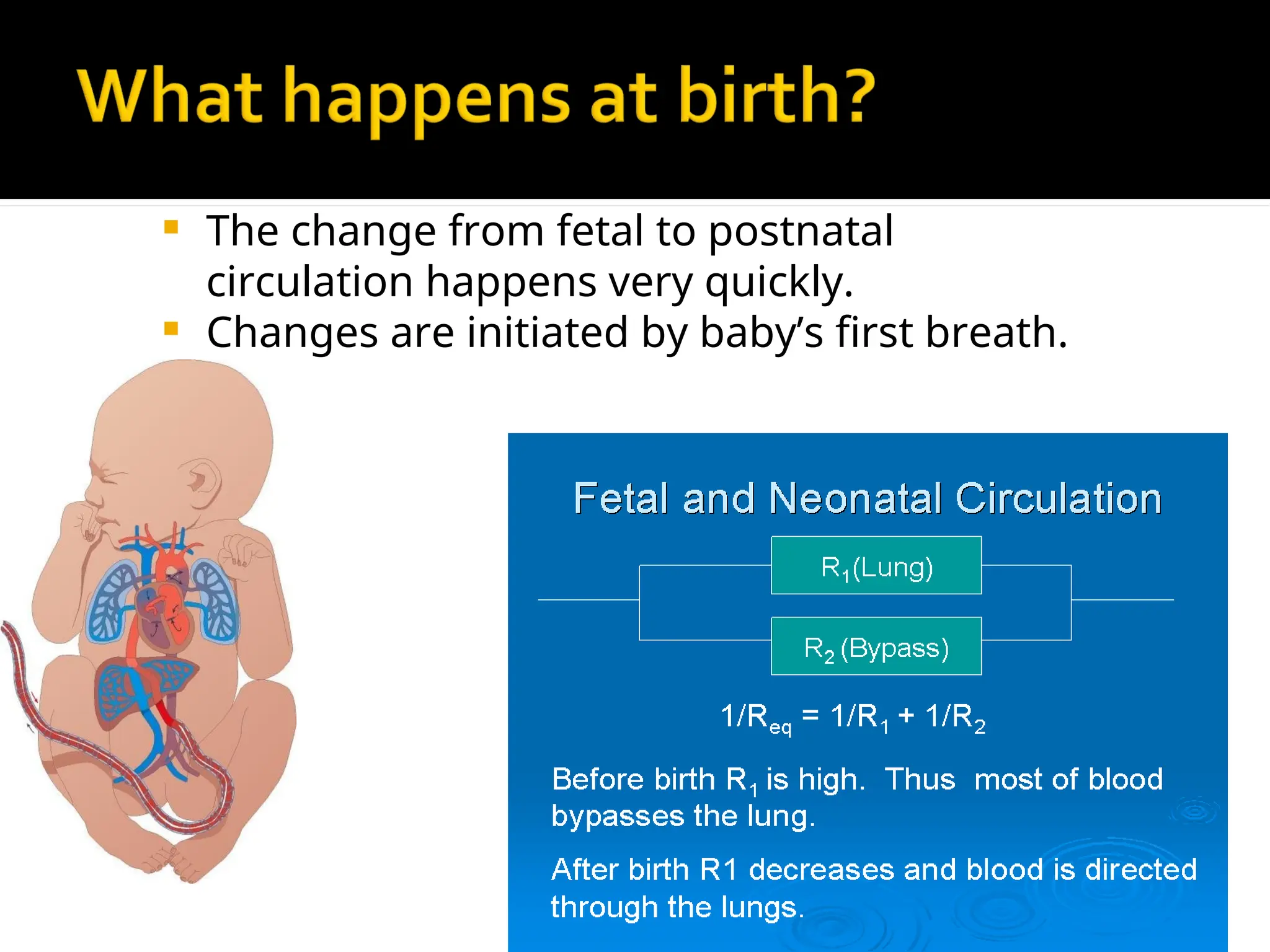  The change from fetal to postnatal
circulation happens very quickly.
 Changes are initiated by baby’s first breath.
 