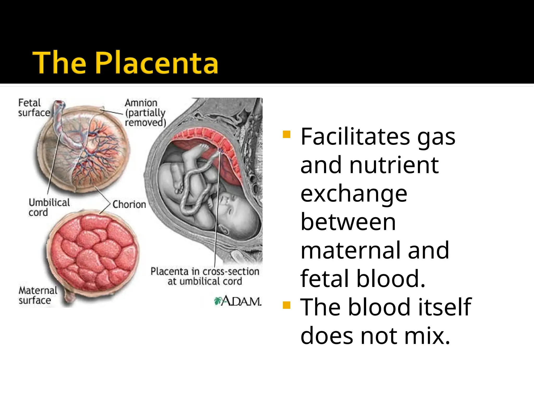  Facilitates gas
and nutrient
exchange
between
maternal and
fetal blood.
 The blood itself
does not mix.
 