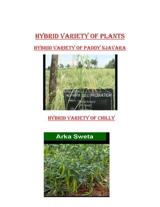 HYBRID VARIETY OF PLANTS 
HYBRID VARIETY OF Paddy njavara 
HYBRID VARIETY OF CHILLY 

