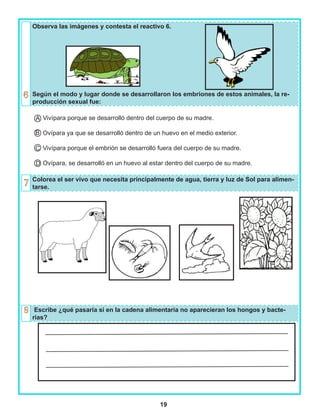 19
Observa las imágenes y contesta el reactivo 6.
Según el modo y lugar donde se desarrollaron los embriones de estos animales, la re-
producción sexual fue:
Vivípara porque se desarrolló dentro del cuerpo de su madre.
Ovípara ya que se desarrolló dentro de un huevo en el medio exterior.
Vivípara porque el embrión se desarrolló fuera del cuerpo de su madre.
Ovípara, se desarrolló en un huevo al estar dentro del cuerpo de su madre.
Colorea el ser vivo que necesita principalmente de agua, tierra y luz de Sol para alimen-
tarse.
Escribe ¿qué pasaría si en la cadena alimentaria no aparecieran los hongos y bacte-
rias?
A
B
C
D
 