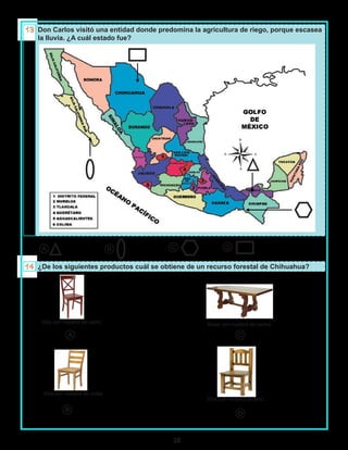 28
Don Carlos visitó una entidad donde predomina la agricultura de riego, porque escasea
la lluvia. ¿A cuál estado fue?
¿De los siguientes productos cuál se obtiene de un recurso forestal de Chihuahua?
A B C D
A
B
C
D
Silla con madera de cedro.
Silla con madera de ceiba
Mesa con madera de caoba.
Silla con madera de pino.
▷
▷
 