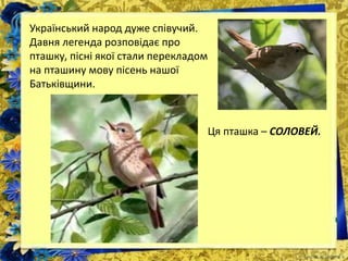 Український народ дуже співучий.
Давня легенда розповідає про
пташку, пісні якої стали перекладом
на пташину мову пісень нашої
Батьківщини.
Ця пташка – СОЛОВЕЙ.
 