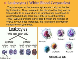  Leukocytes ( White Blood Corpuscles)
They are a part of the immune system and help our bodies
fight infection. They circulate in the blood so that they can be
transported to an area where an infection has developed. In
a normal adult body there are 4,000 to 10,000 (average
7,000) WBCs per micro liter of blood. When the number of
WBCs in your blood increases, this is a sign of an infection
somewhere in your body.
 