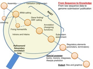 Assembly
Gene finding/
ORF calling
tRNA calling
Annotation
(Assigning
functions)
orienting
Validation (segmenter)
Fixing frameshifts
Introns and Inteins Subsystem
assignment
Refinement/
Secondary
annotation
loop
Special purpose:
toxins, morons, integrases,
lifestyle prediction
Regulatory elements
(promoters, terminators)
Output: files and graphics
From Sequence to Knowledge
From raw sequence data to
genome submission/ publication
 