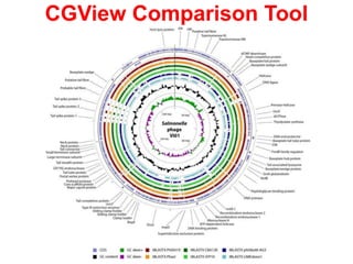 CGView Comparison Tool
 