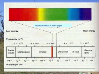 Photosynthetic & Visible Light
Far-red
 